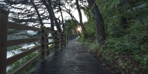 Pathway Through Woodland With Sun Shining Through The Trees