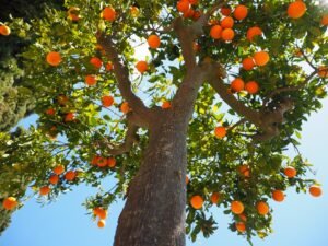 Oranges-Insights of Mary Magdalene Pt1