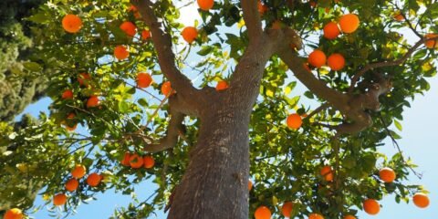 oranges-Insights of Mary Magdalene Pt1