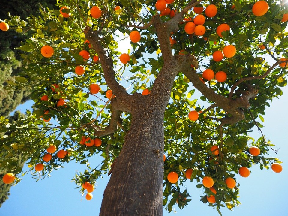 oranges-Insights of Mary Magdalene Pt1